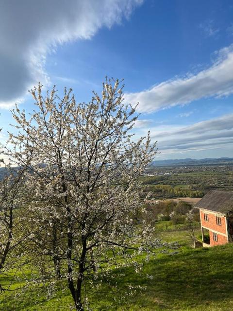 Blossoming tree above the valley
