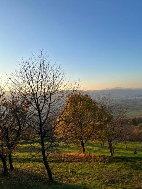 Trees on the hillside at sunset
